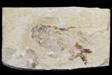 Cretaceous Fish (Nematonotus) Fossil - Lebanon #147182-1